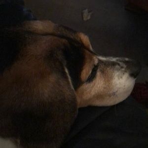 Meet your Posher, Stacy